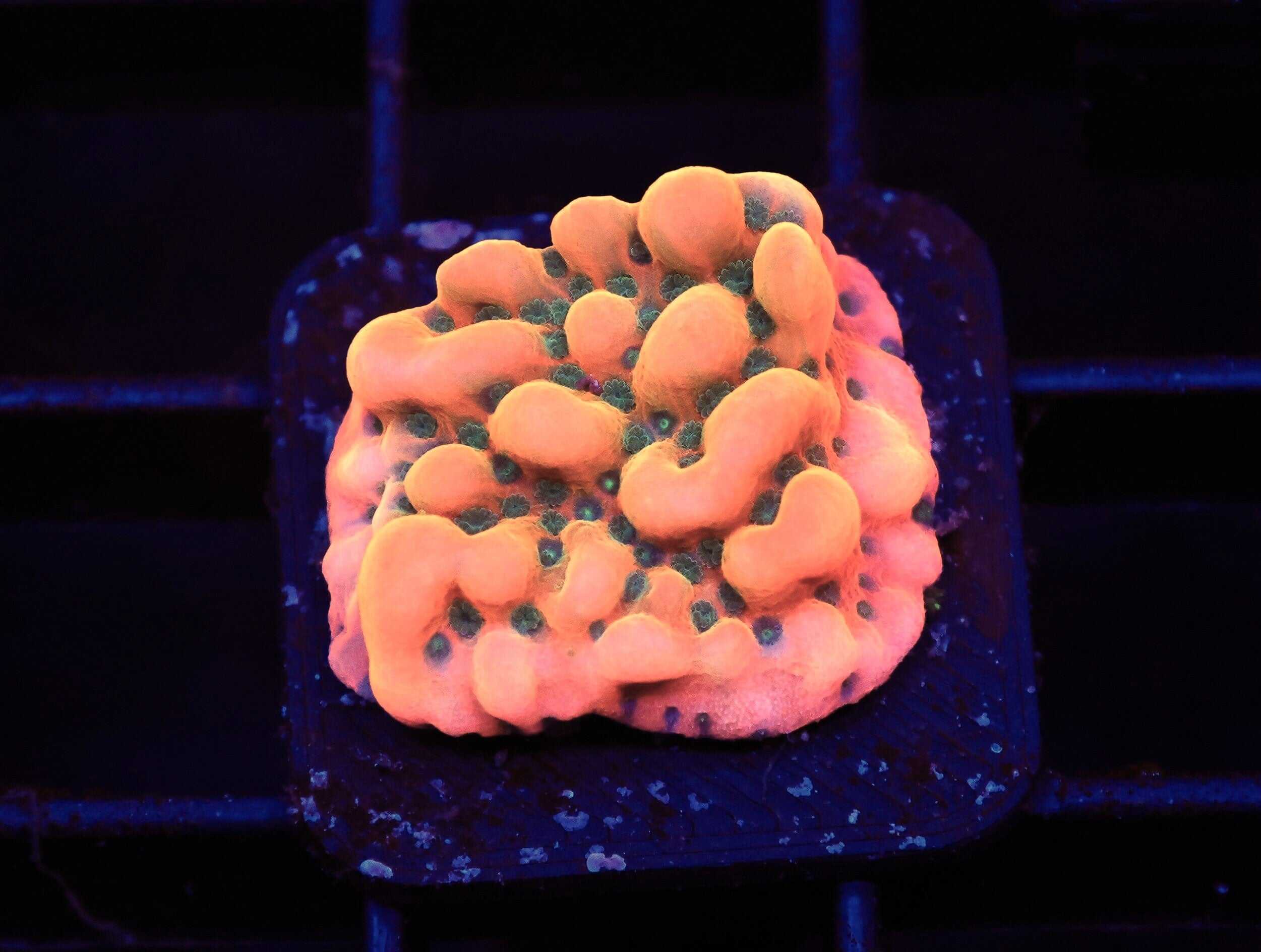 SDC Monti: Oompa Loompa