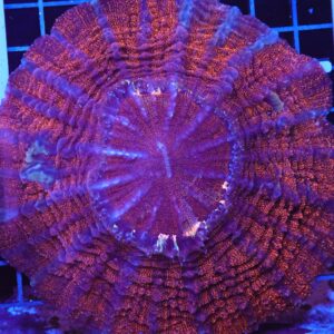 B47 -INDO FOOLS GOLD ACANTHOPHYLLIA