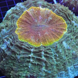 B53 -INDO GOLDEN EYE ACANTHOPHYLLIA