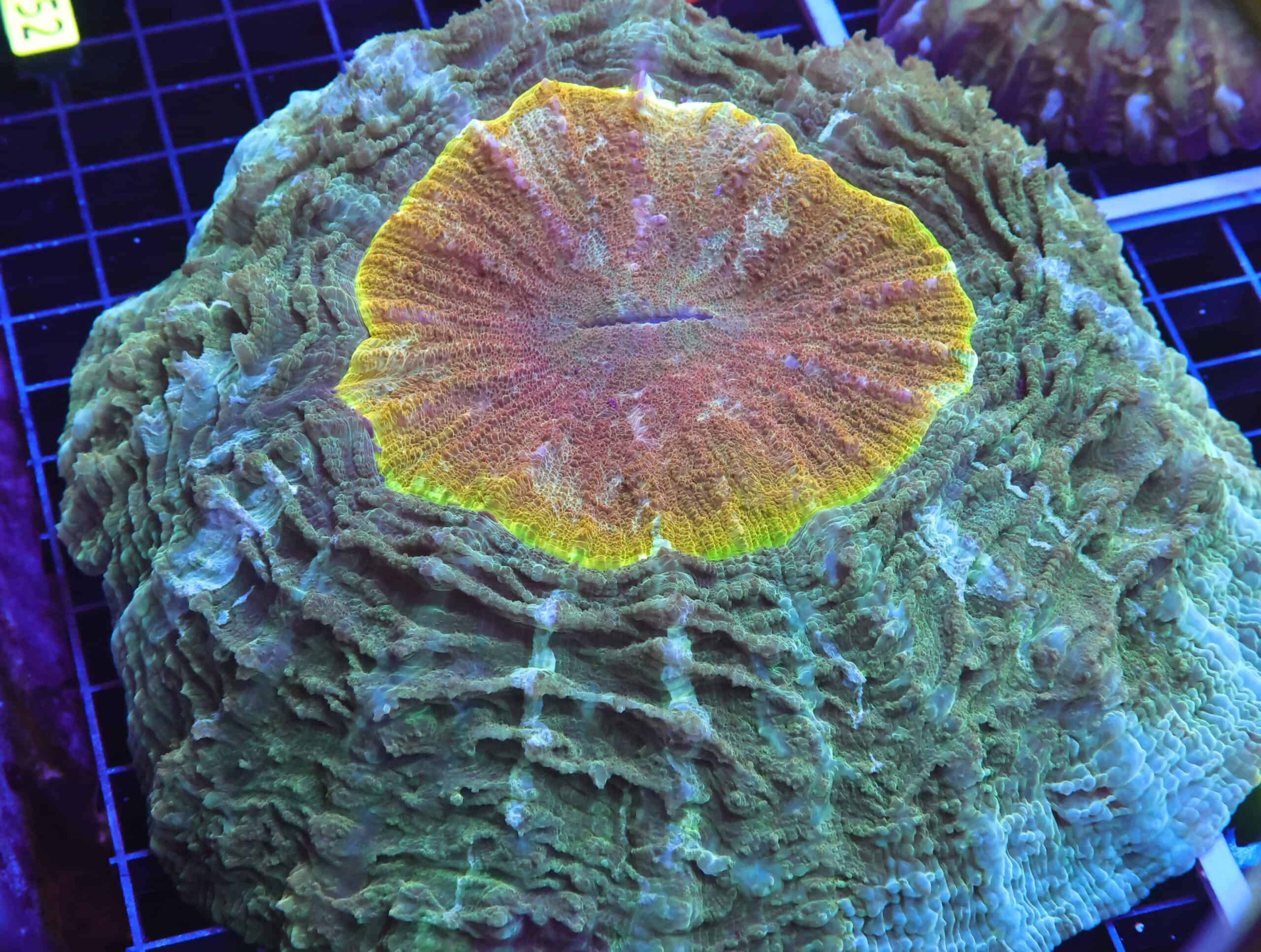 B53 -INDO GOLDEN EYE ACANTHOPHYLLIA