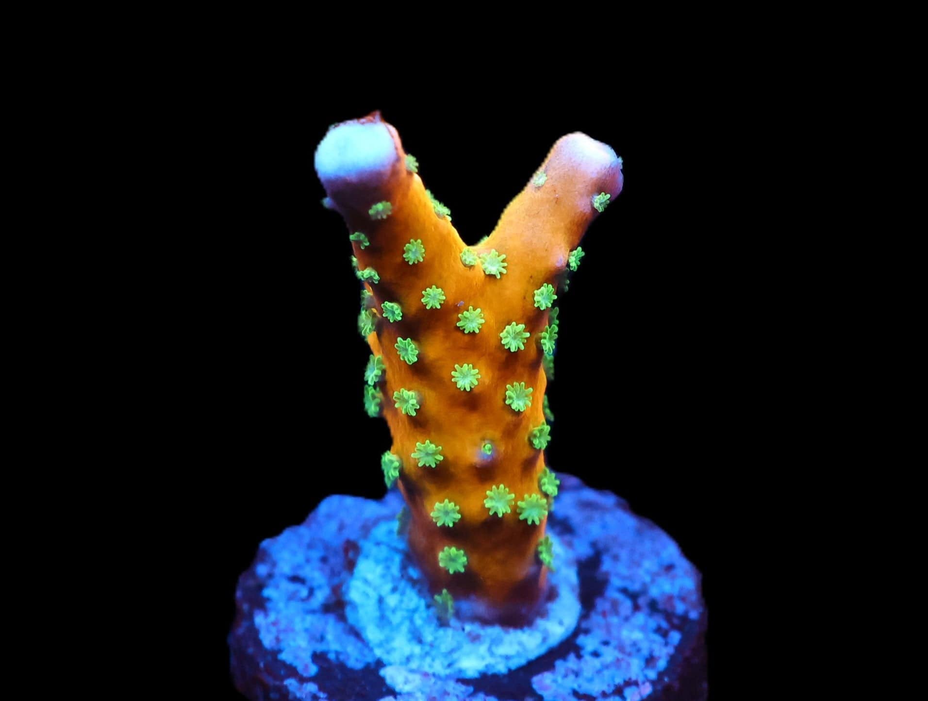 C124 - SDC TROPICANA ANACROPORA