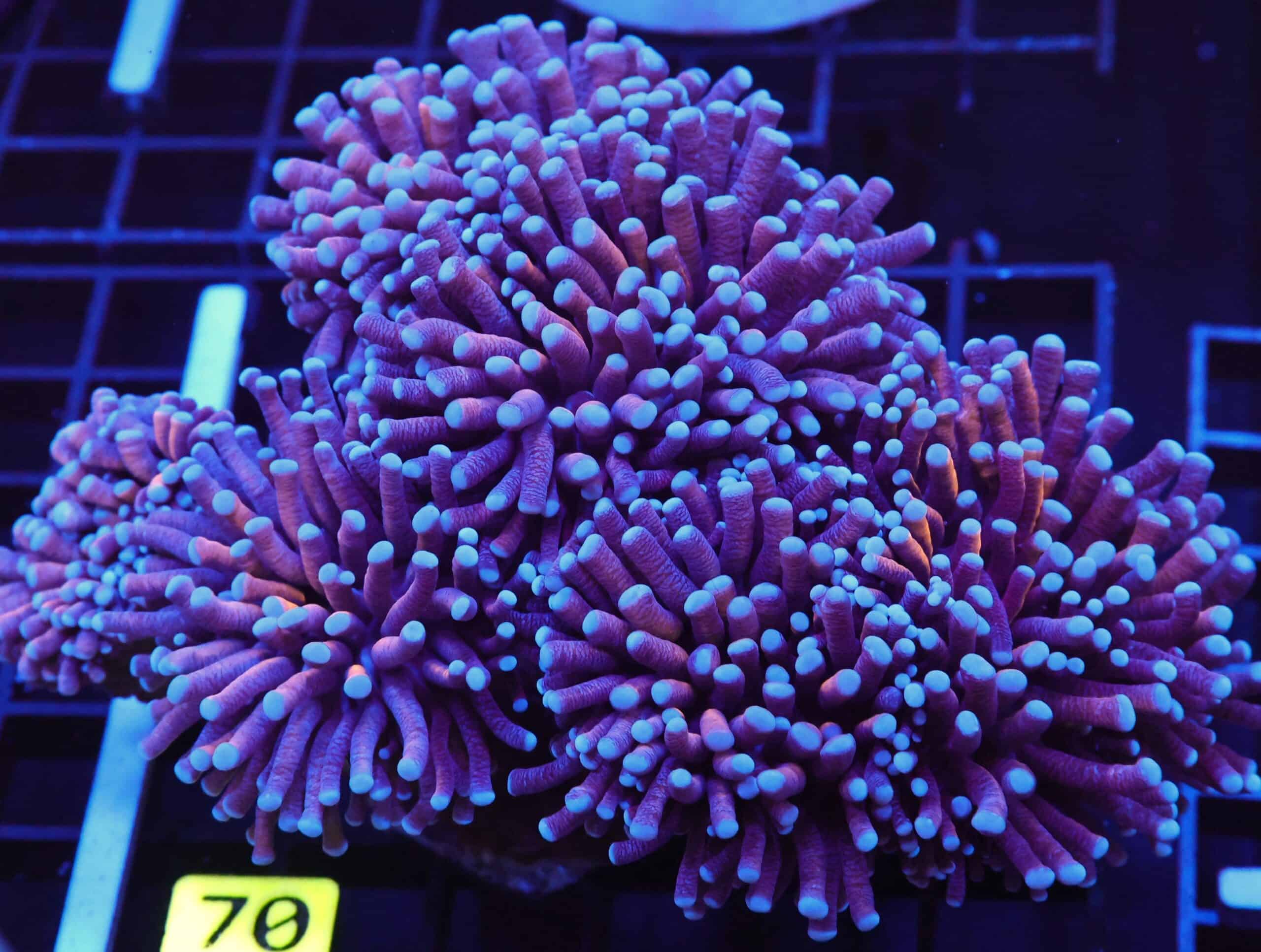 D70 - AUSSIE TORCH GOLD VARIANT 6 HEAD