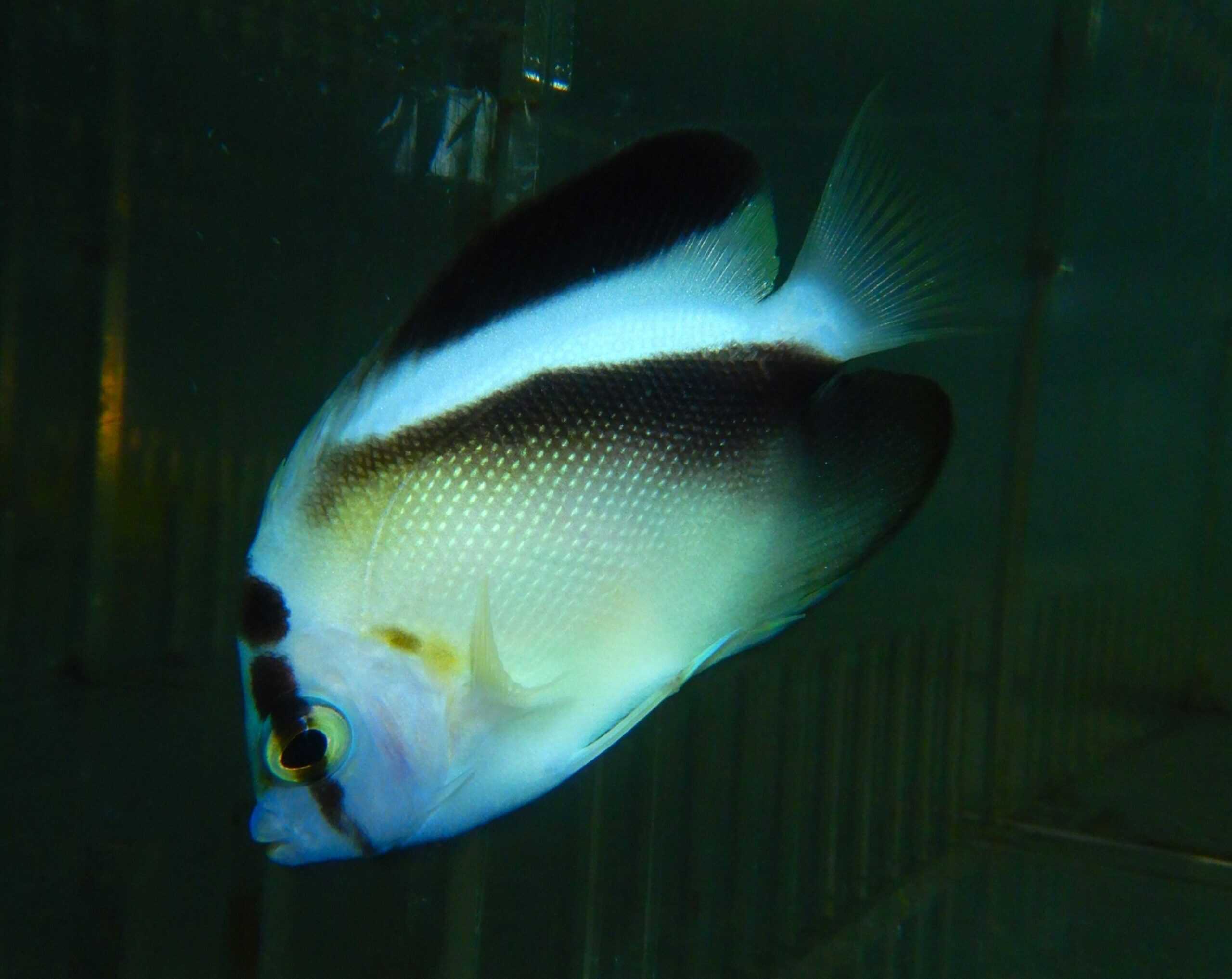 F01 - GRIFFS ANGEL SM