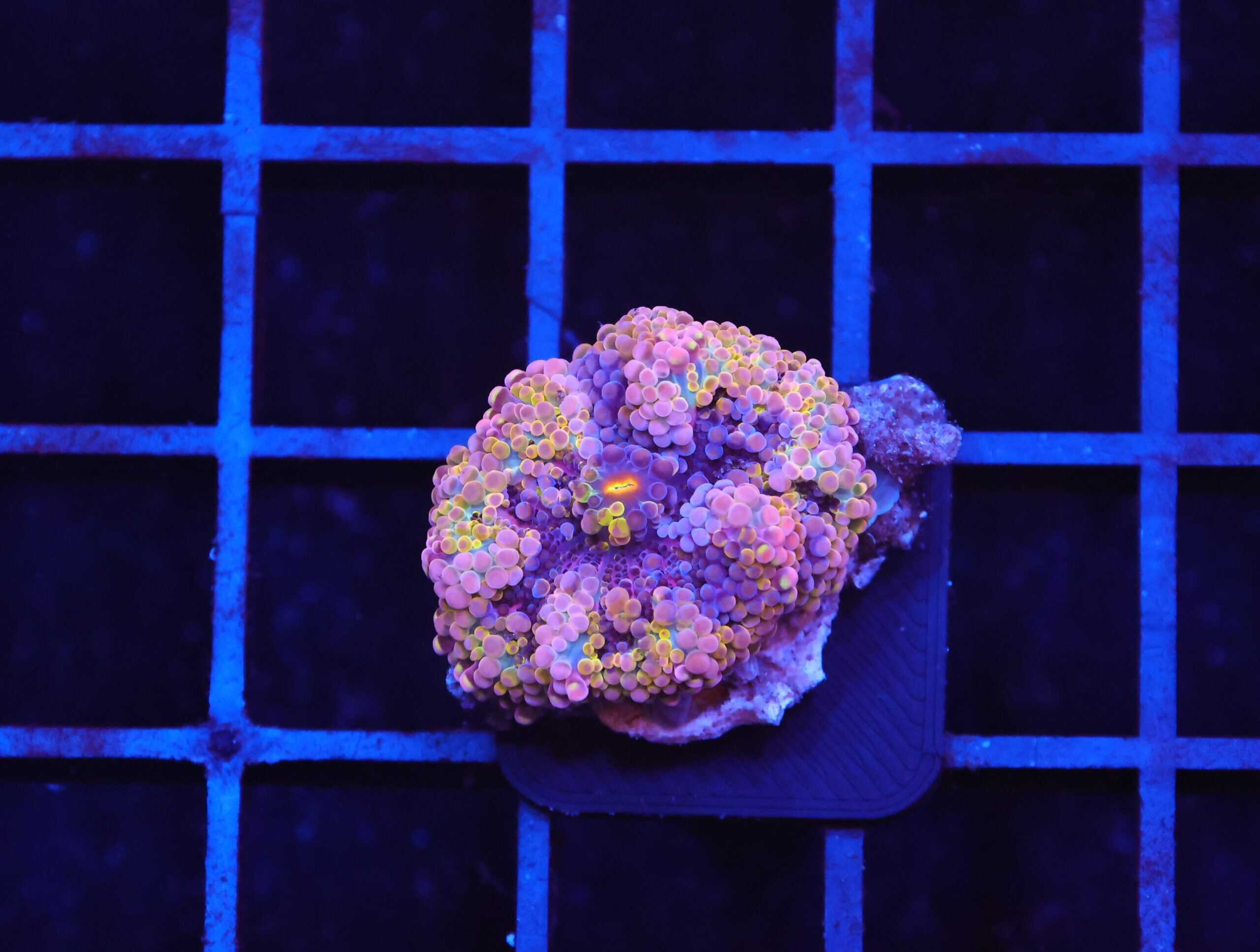 B10 -SOLOMON RAINBOW CONFETTI RICORDEA