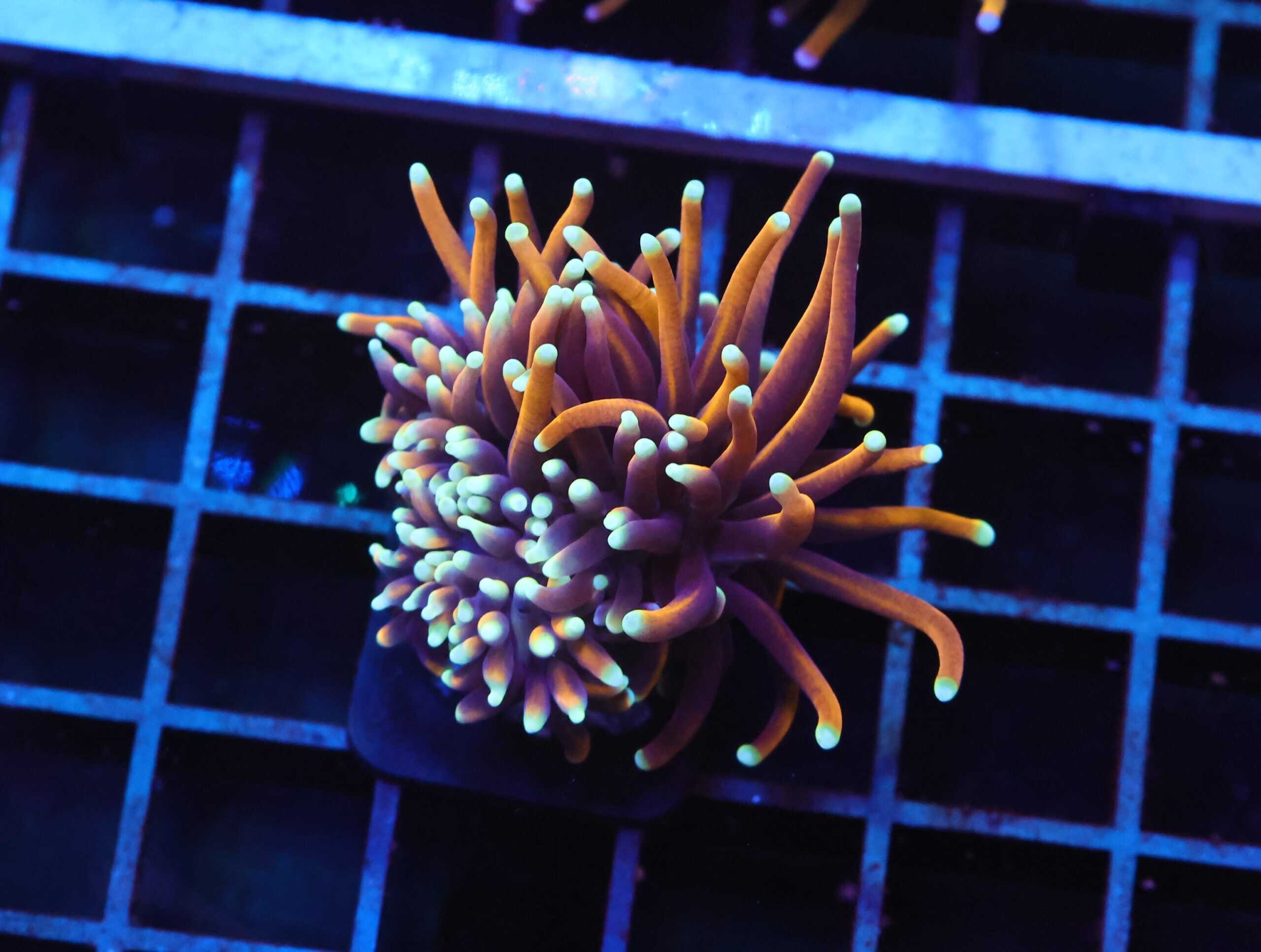 D104 - INDO TORCH GOLD VARIANT 1 HEAD