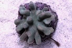 Leather: Crown; Green