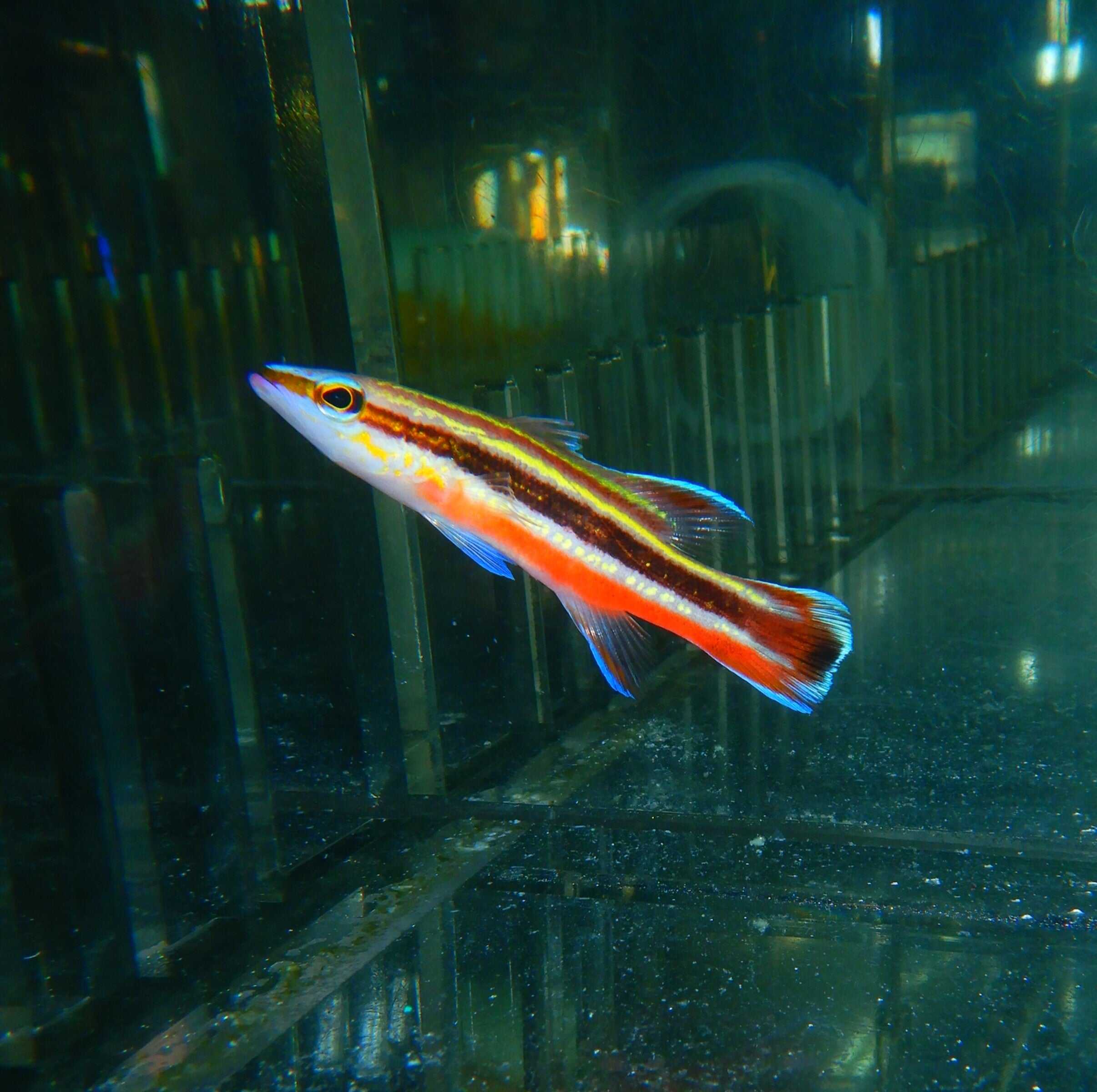 F06 - RAINBOW BASSLET COSTA RICA