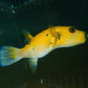 F23 - GOLD PUFFER LG