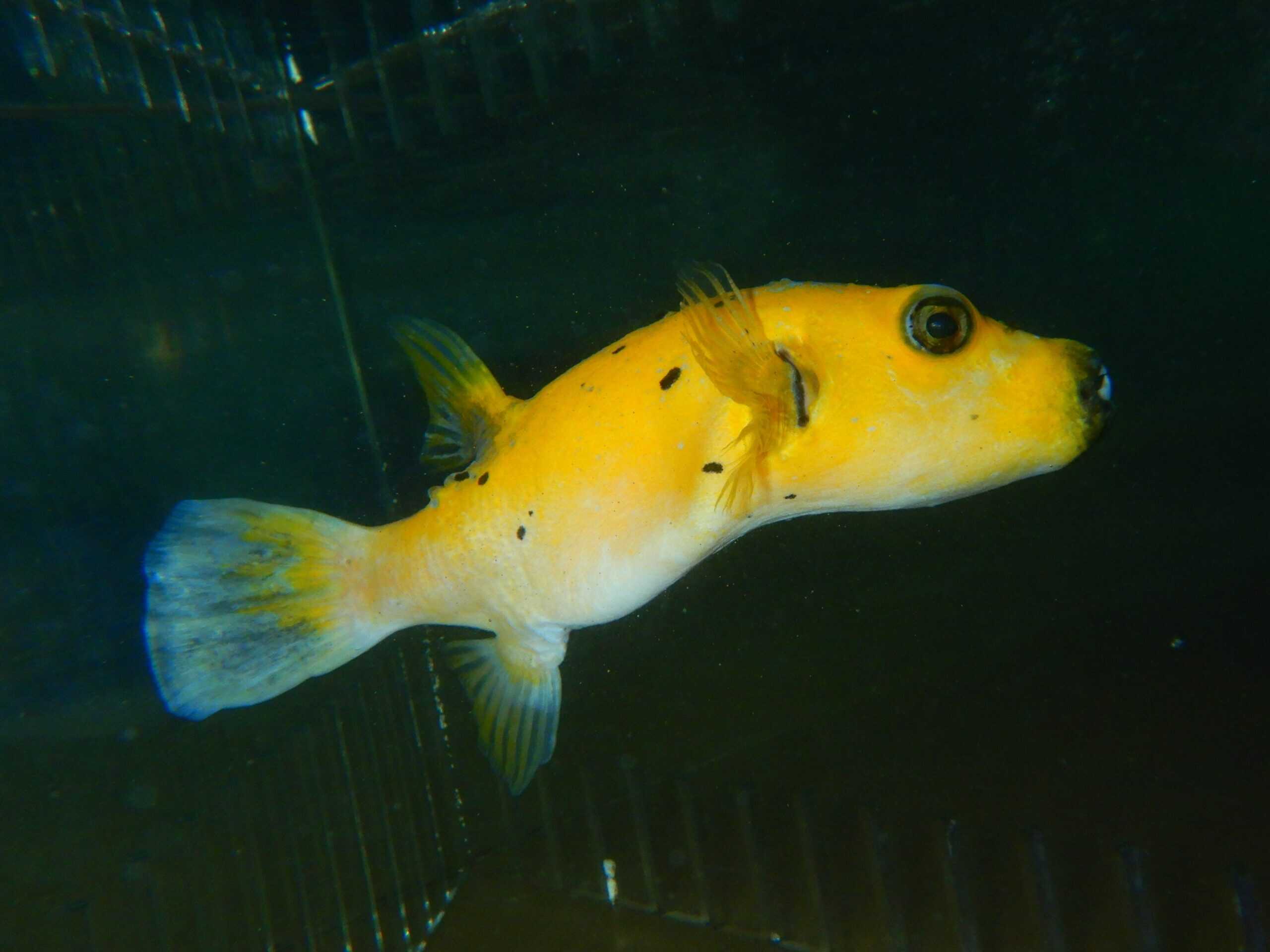 F23 - GOLD PUFFER LG