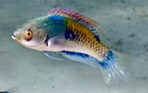 Wrasse: Purple Scale Fairy Wr.; Male