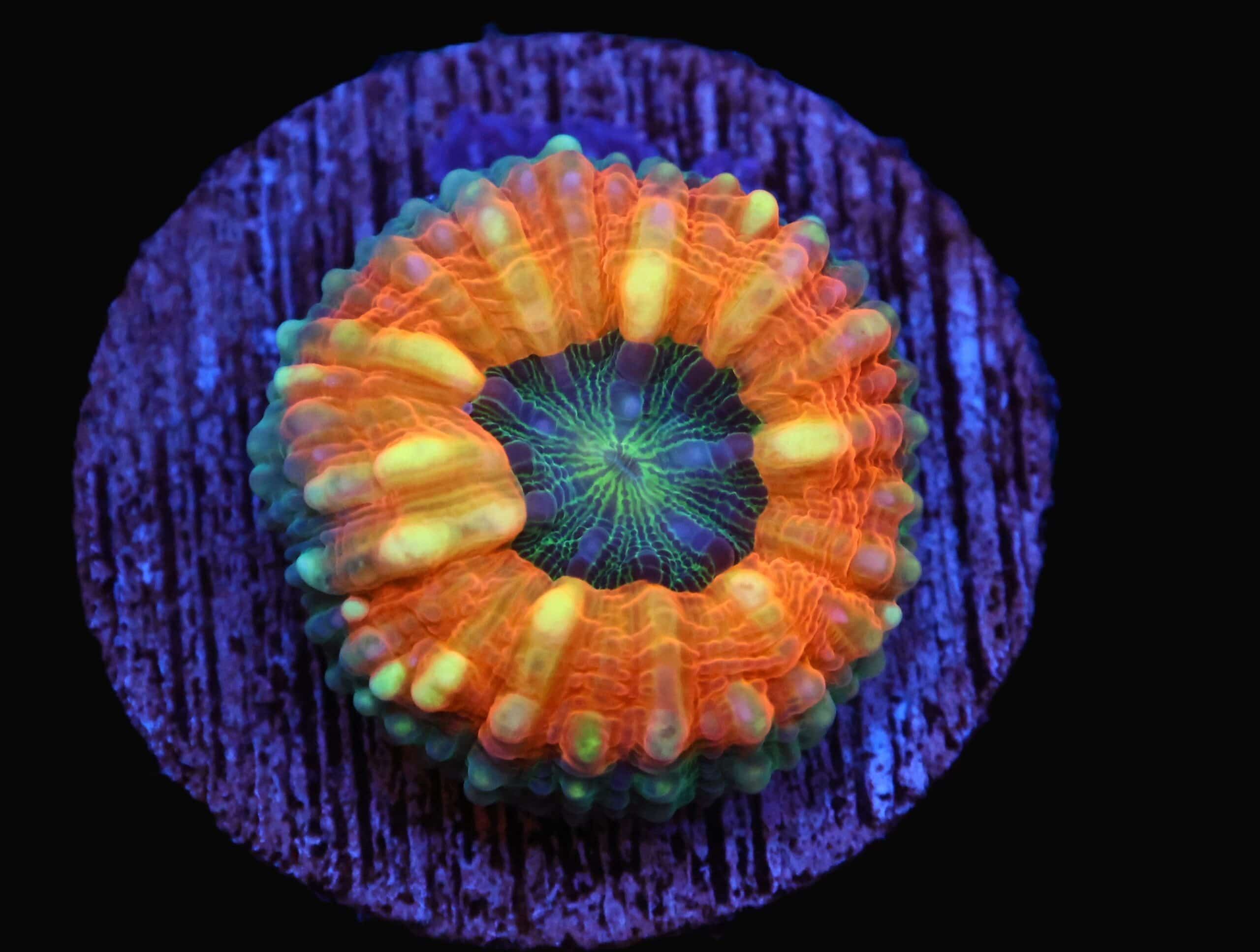 C94 - CAPTIVE SPAWN LOBO