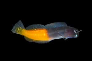 Blenny: Bicolor; Male