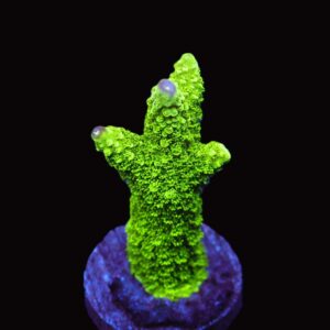 SDC Acro: Bali Grn Slimer Purp