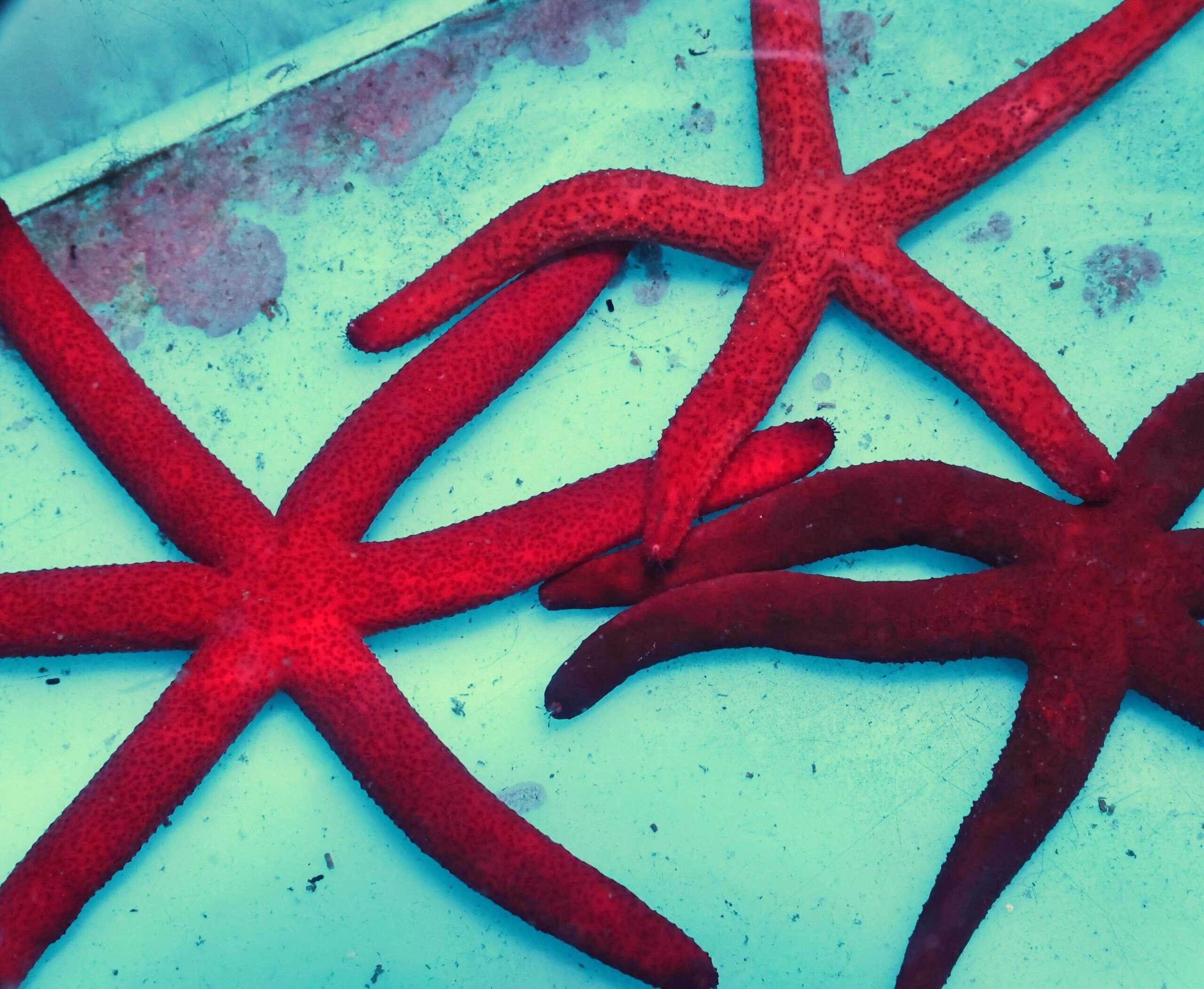 Starfish: Colored Tip (Linkia)