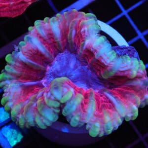 B02 -INDO WONDERLAND CYNARINA