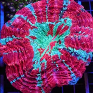 B07 -MALAYSIAN NEPTUNE EXPLOSION ACANTHOPHYLLIA