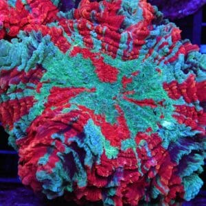 B152 - MALAYSIAN METEOR SHOWER ACANTHOPHYLLIA