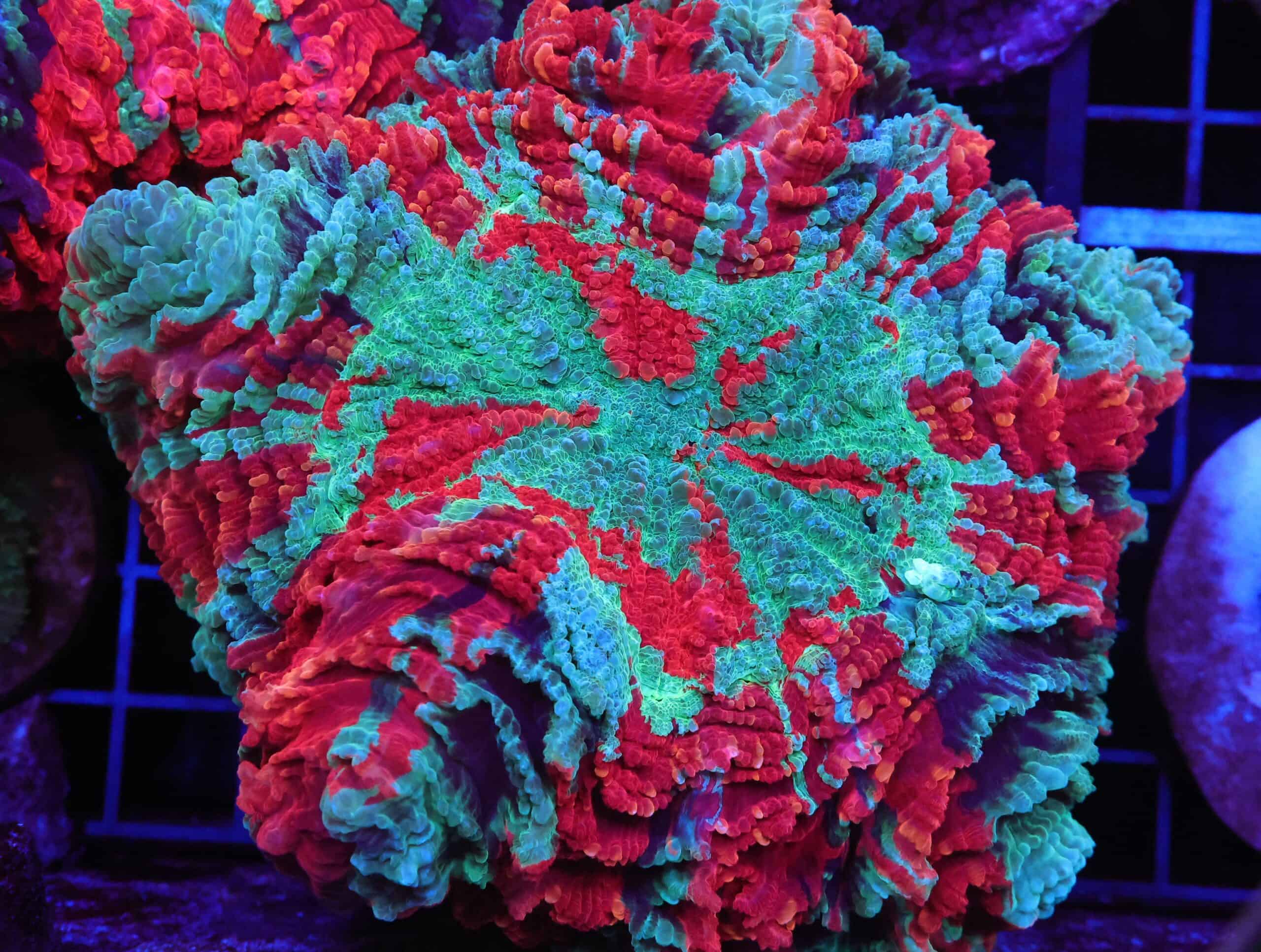 B152 - MALAYSIAN METEOR SHOWER ACANTHOPHYLLIA