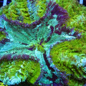 B52 -MALAYSIAN RIVER MONSTER ACANTHOPHYLLIA