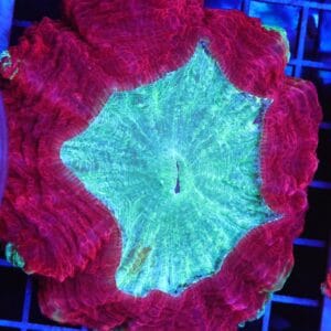 B96 -MALAYSIAN CRIMSON RIM ACANTHOPHYLLIA