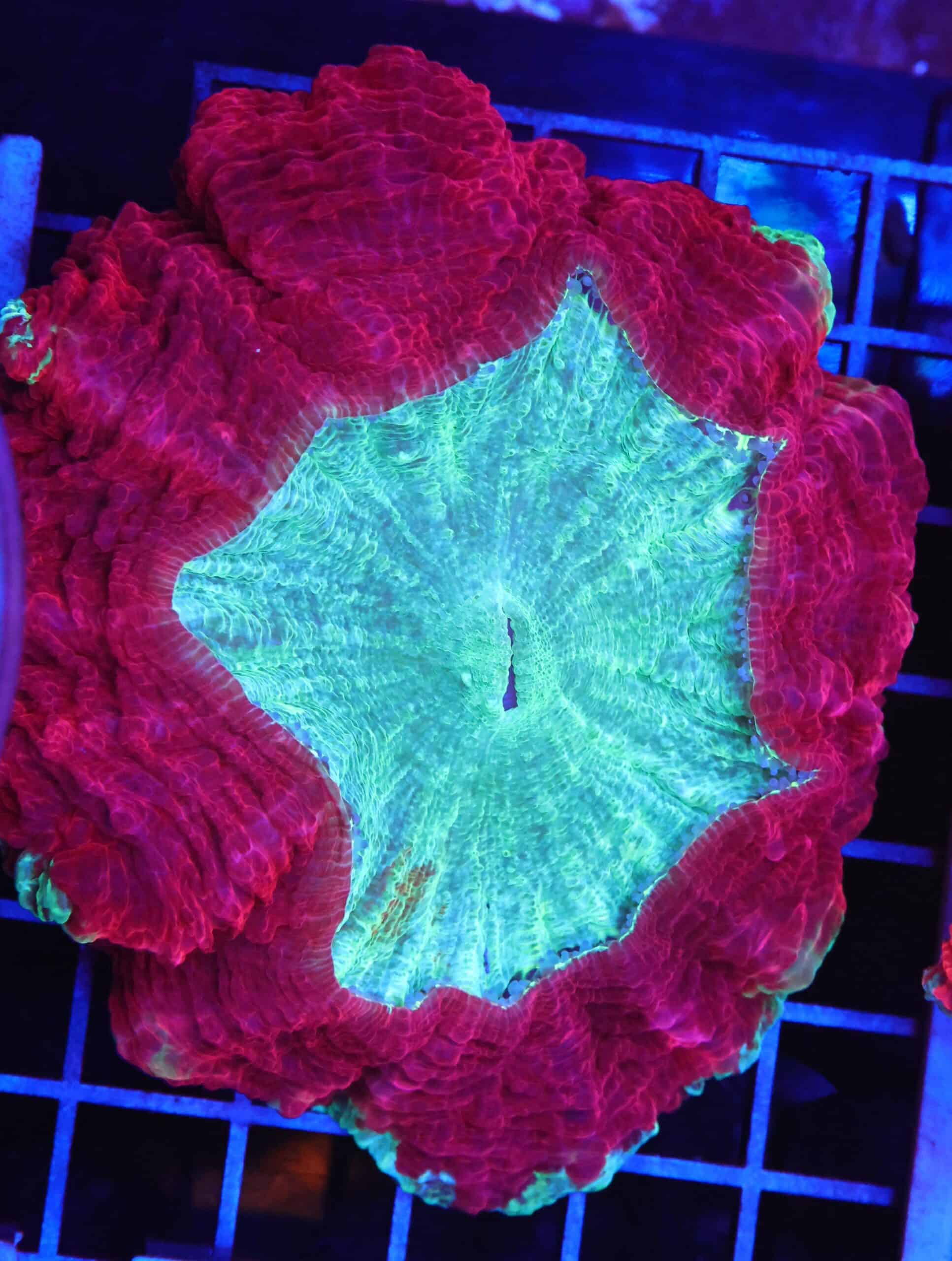 B96 -MALAYSIAN CRIMSON RIM ACANTHOPHYLLIA