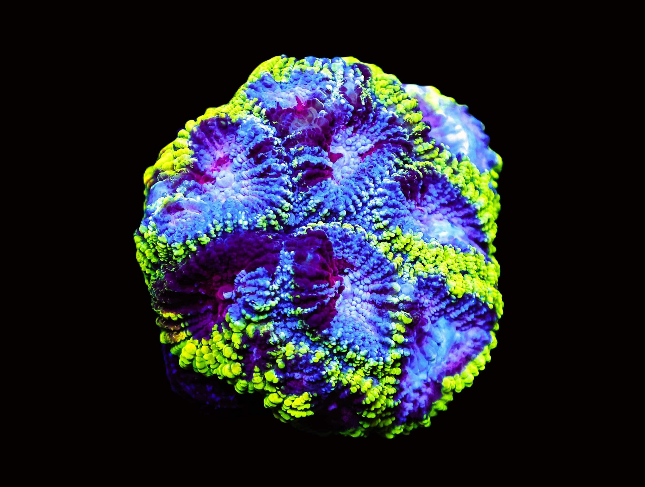 C06 - SDC BLACKBERRY BLAST FAVIA LG