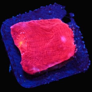 C177 - SDC RAINBOW JELLYBEAN CHALICE - RED