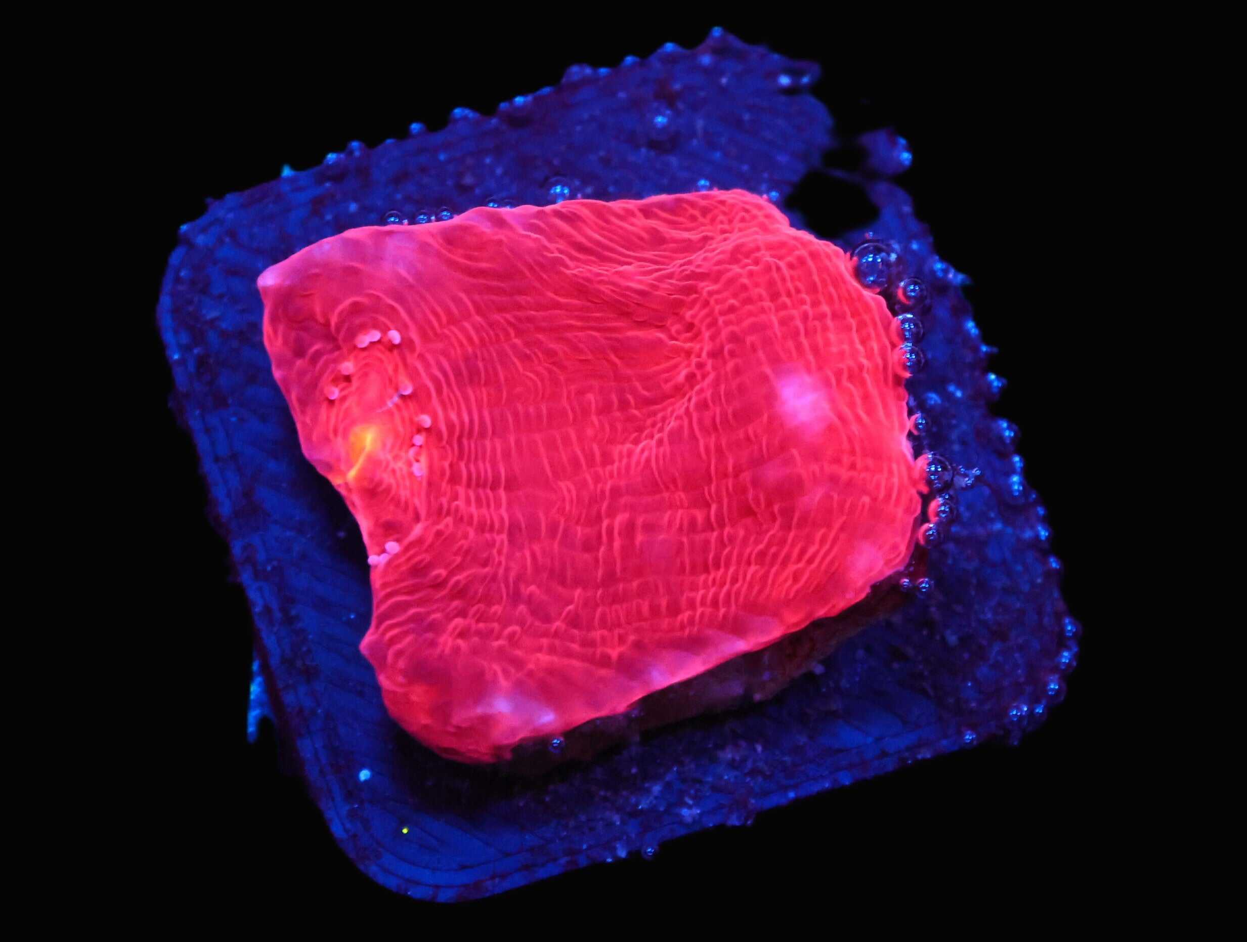 C177 - SDC RAINBOW JELLYBEAN CHALICE - RED