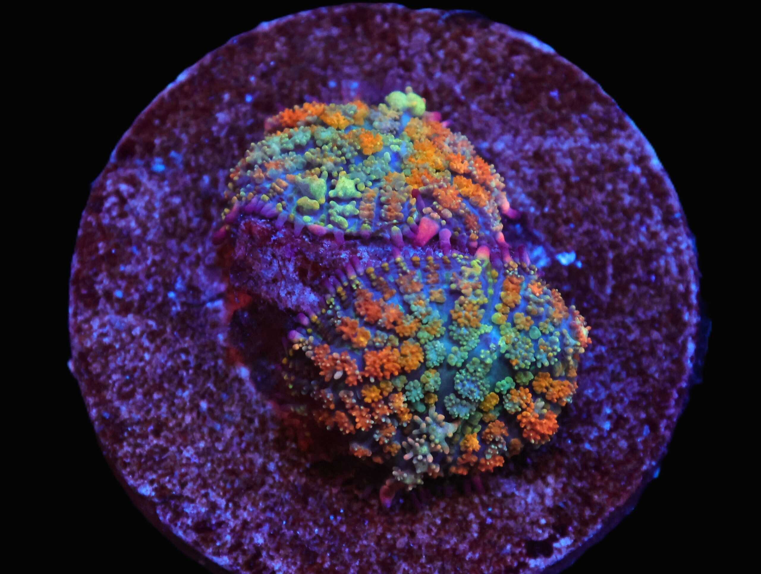 C288 - SDC MULTICOLOR BOUNCE RHODACTIS MUSHROOM