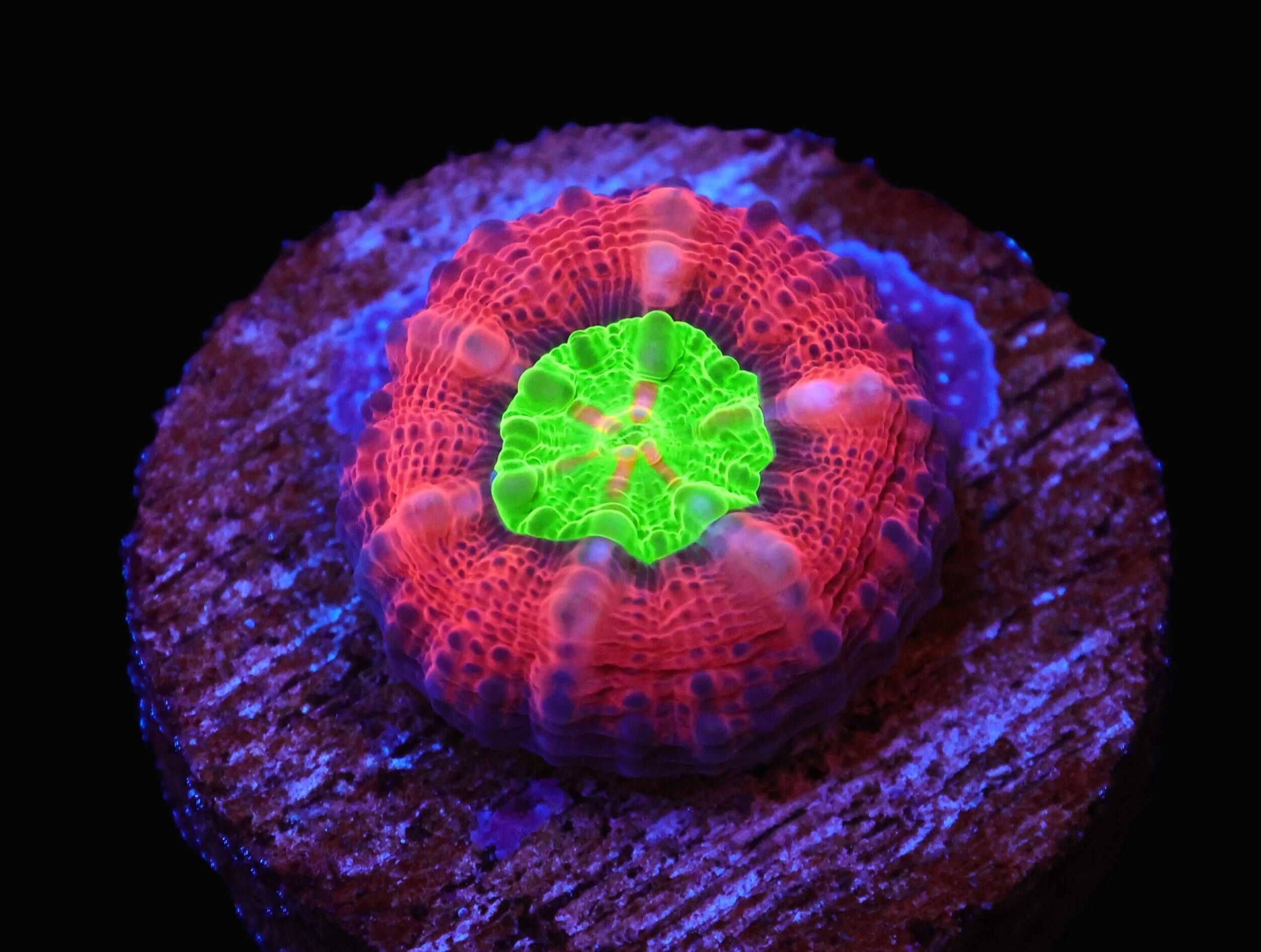 C65 - CAPTIVE SPAWN LOBOPHYLLIA