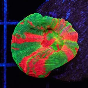 C94 - BLEEDING APPLE SCOLYMIA AUSTRALIS CULTURED