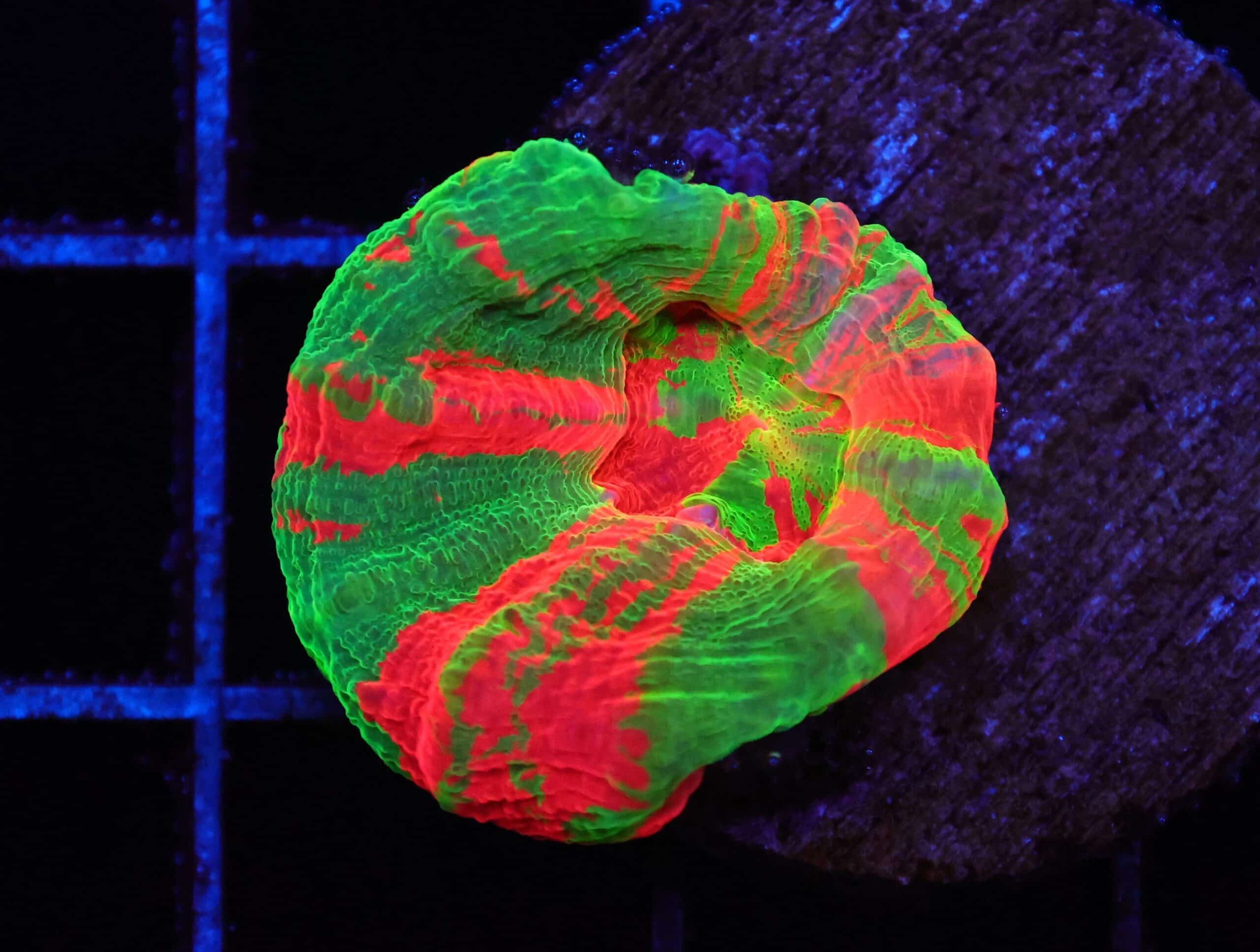 C94 - BLEEDING APPLE SCOLYMIA AUSTRALIS CULTURED