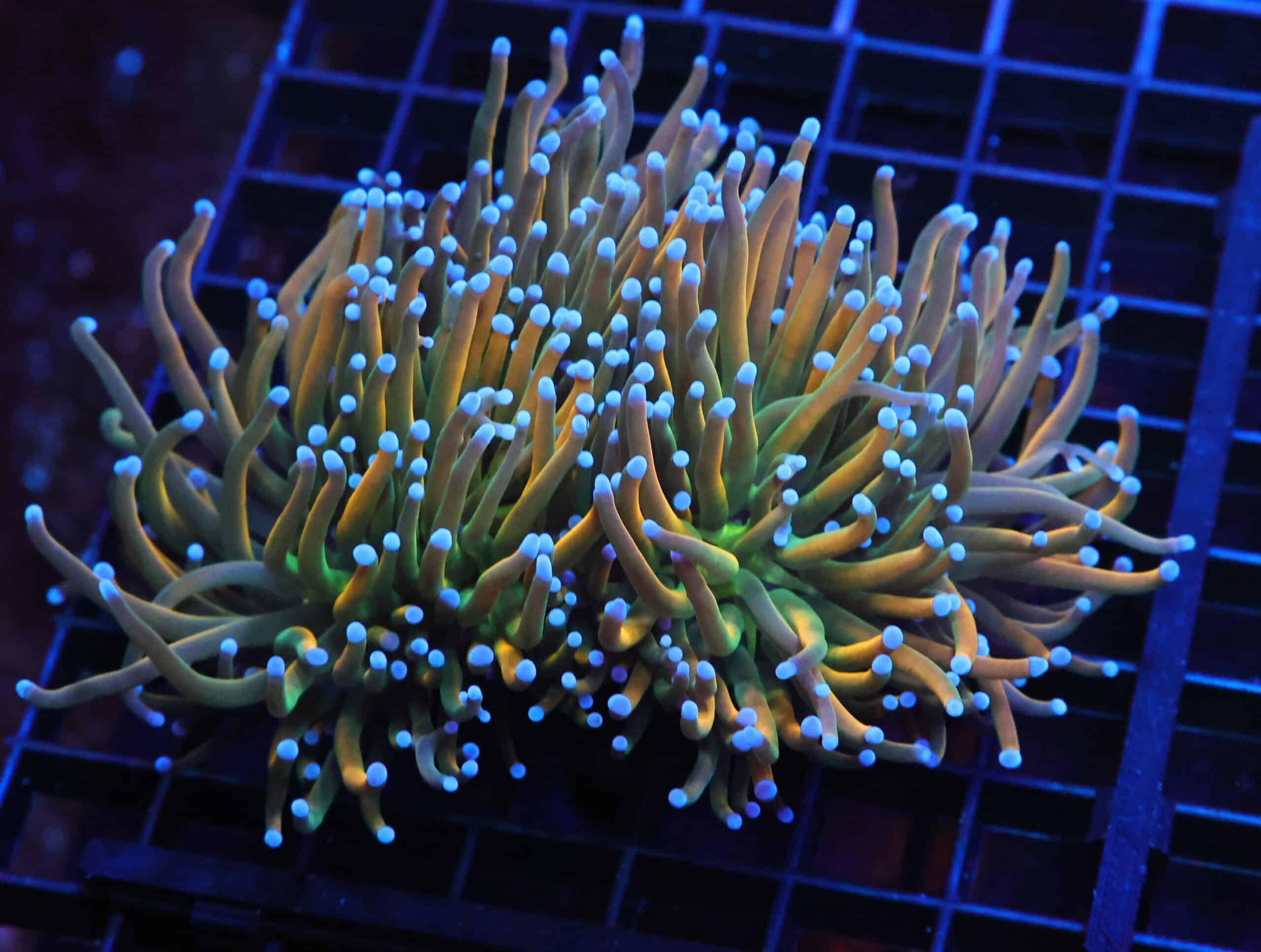 D120 - MALAYSIAN TORCH GRAIL VARIANT 3 HEAD