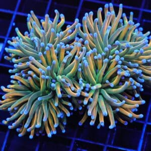 D80 - MALAYSIAN TORCH GRAIL VARIANT 4 HEAD