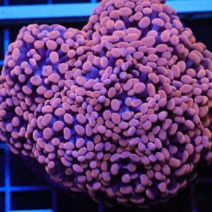 D99 - INDO HAMMER BRANCH ORANGE 9 HEAD