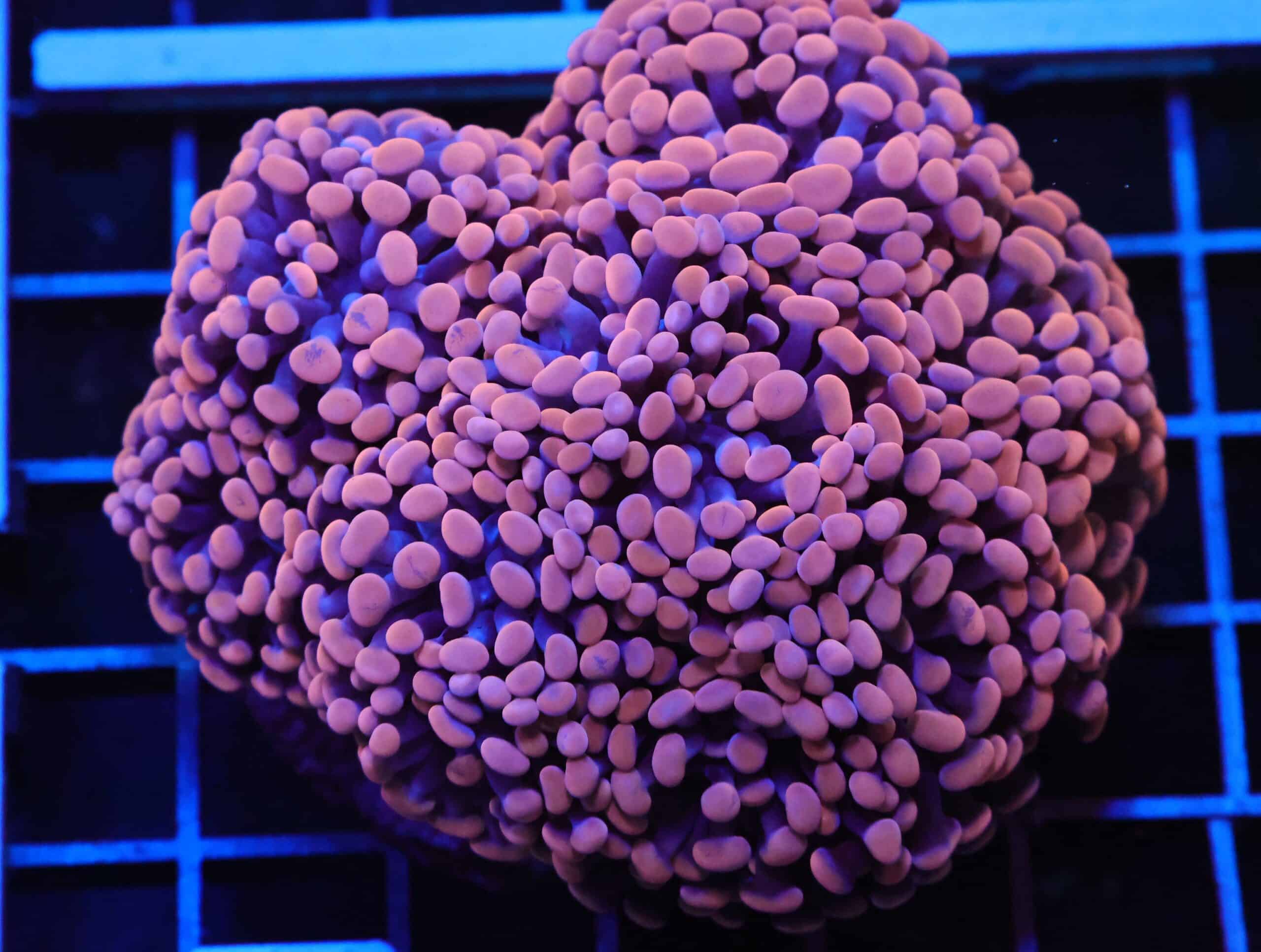 D99 - INDO HAMMER BRANCH ORANGE 9 HEAD