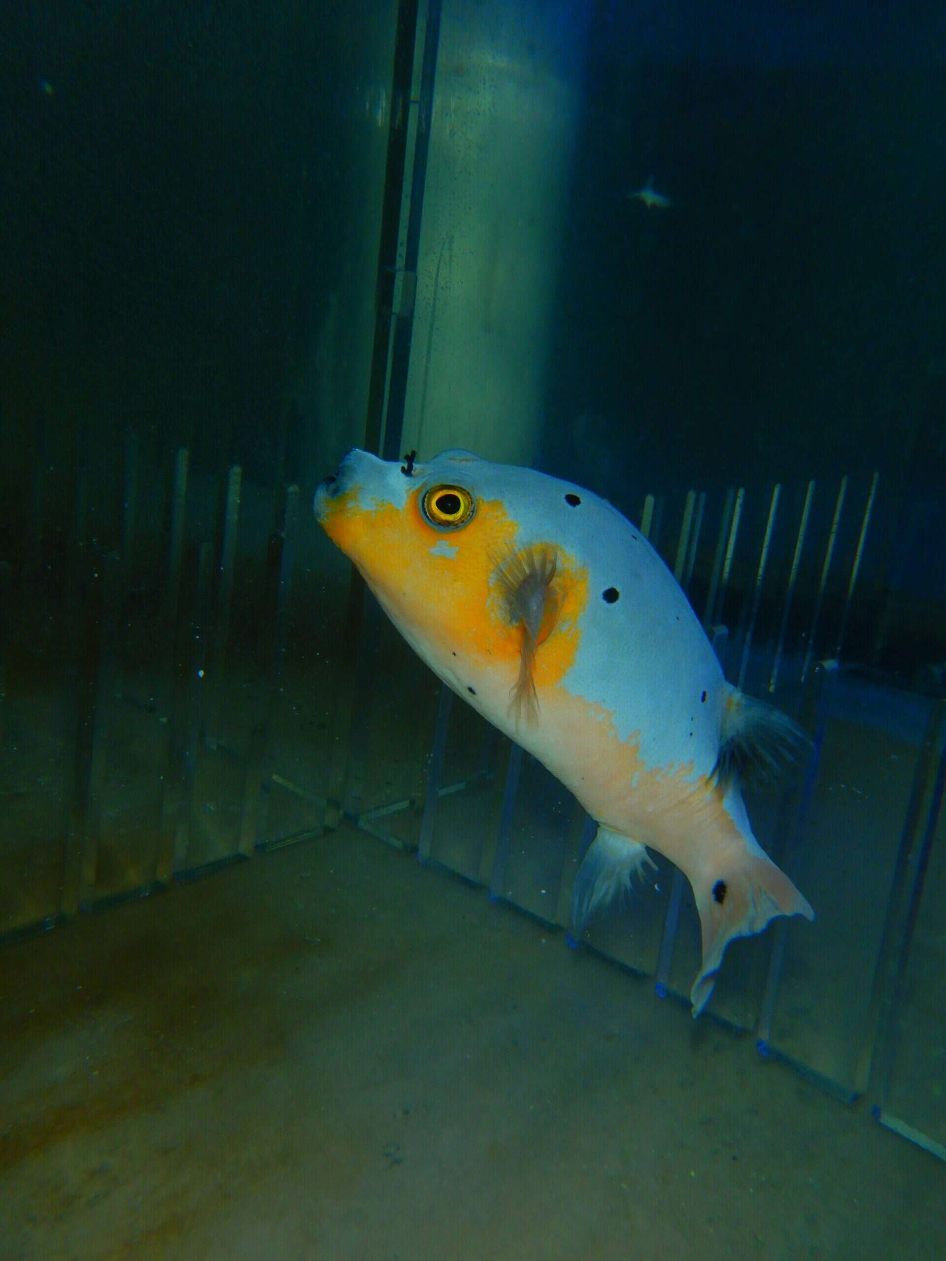 F04 - ULTRA YELLOW BELLY DOGFACE PUFFER LG