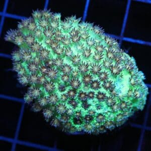 H05 - INDO GLITTER BOMB GONIOPORA