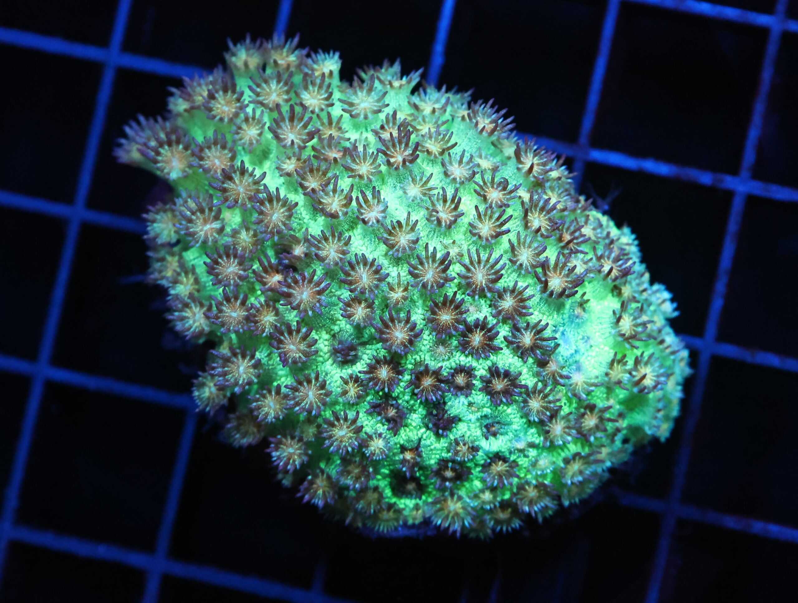 H05 - INDO GLITTER BOMB GONIOPORA