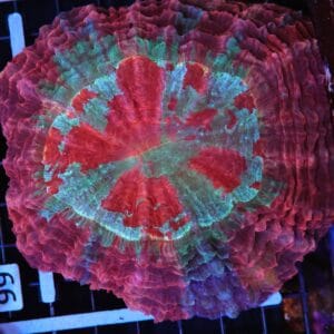 H94 - MALAYSIAN FIRE AND ICE ACANTHOPHYLLIA