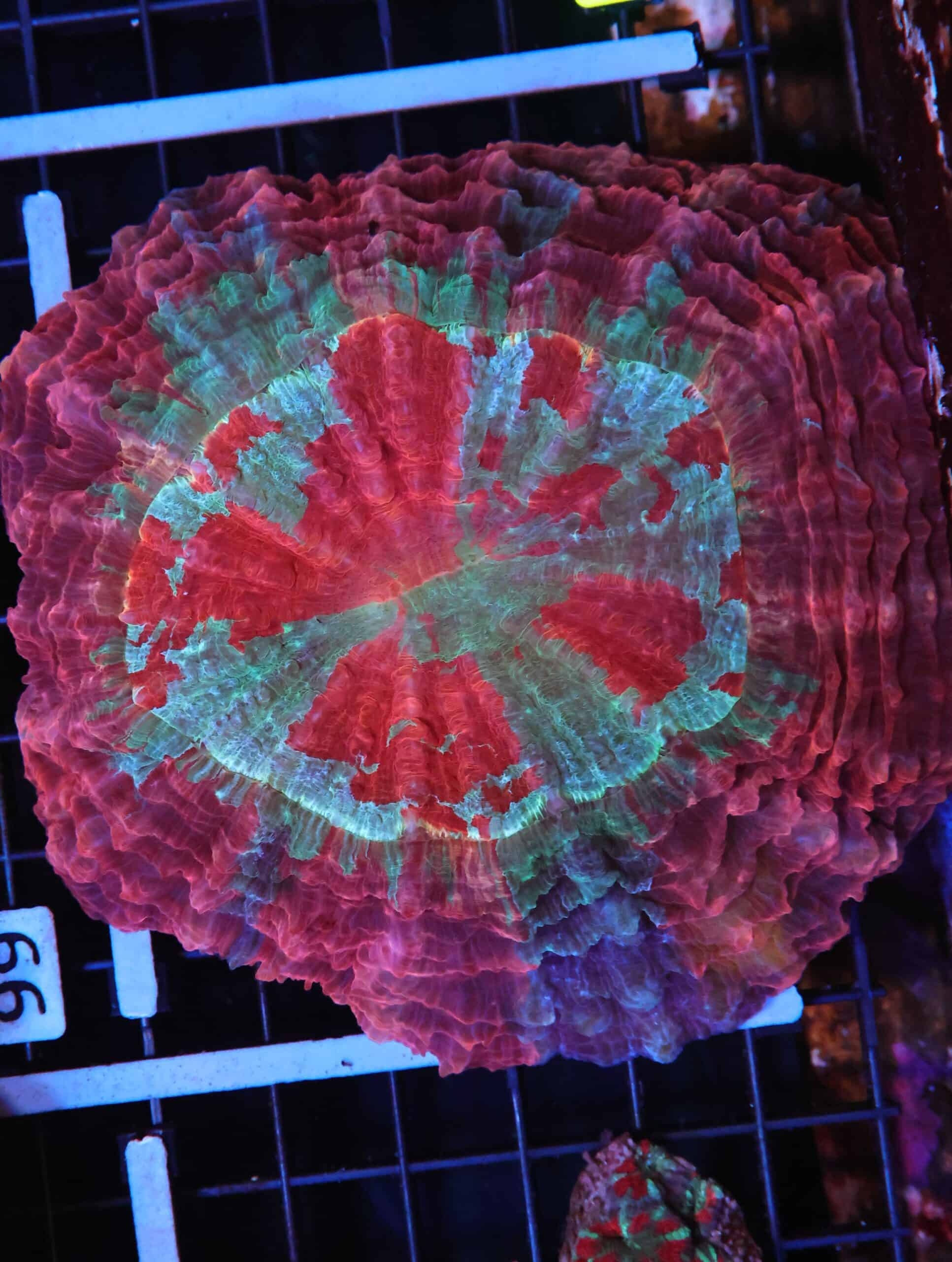 H94 - MALAYSIAN FIRE AND ICE ACANTHOPHYLLIA