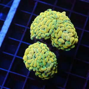 J03 - INDO HAMMER BRANCH CANARY 5 HEAD