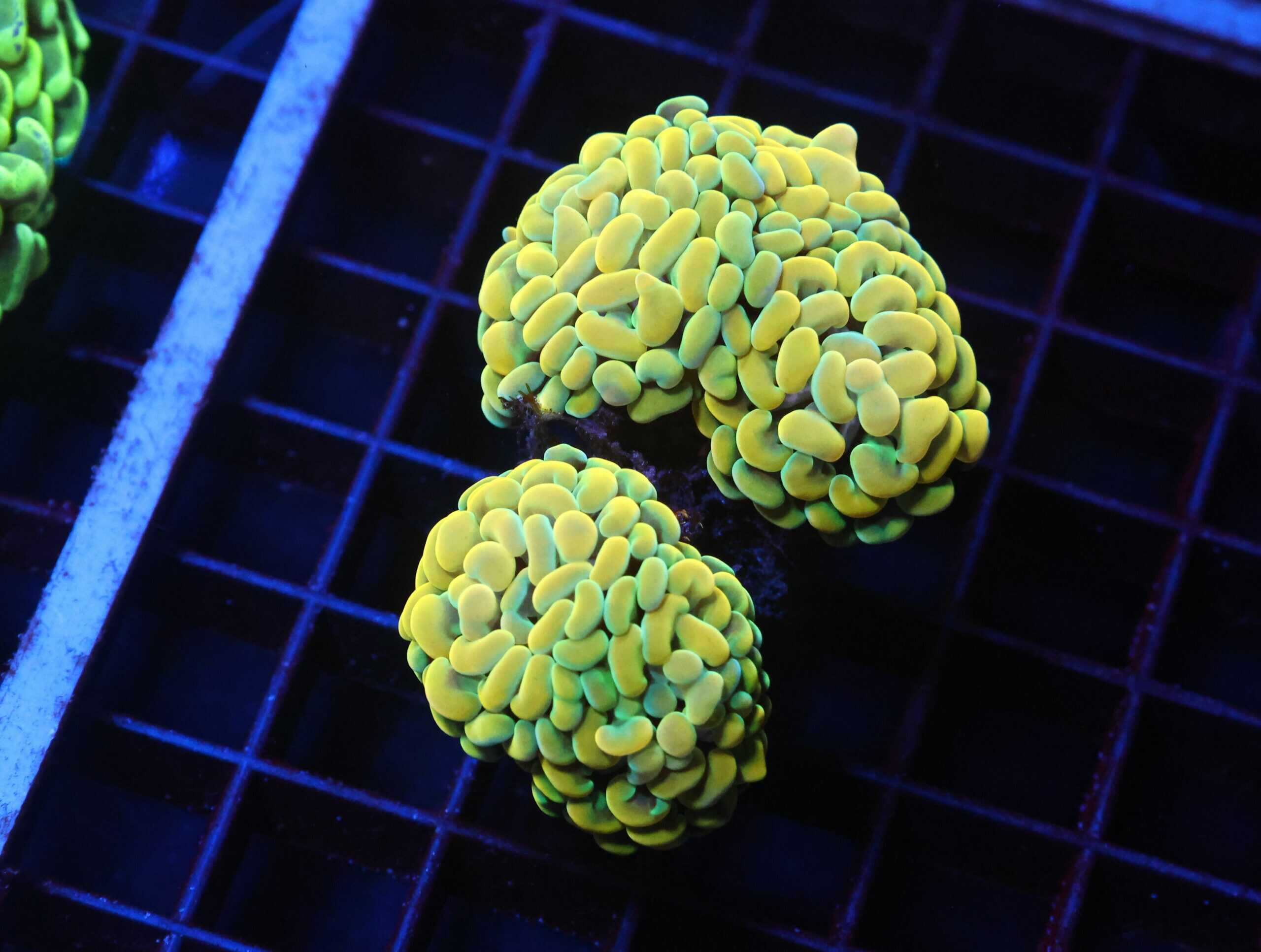 J03 - INDO HAMMER BRANCH CANARY 5 HEAD