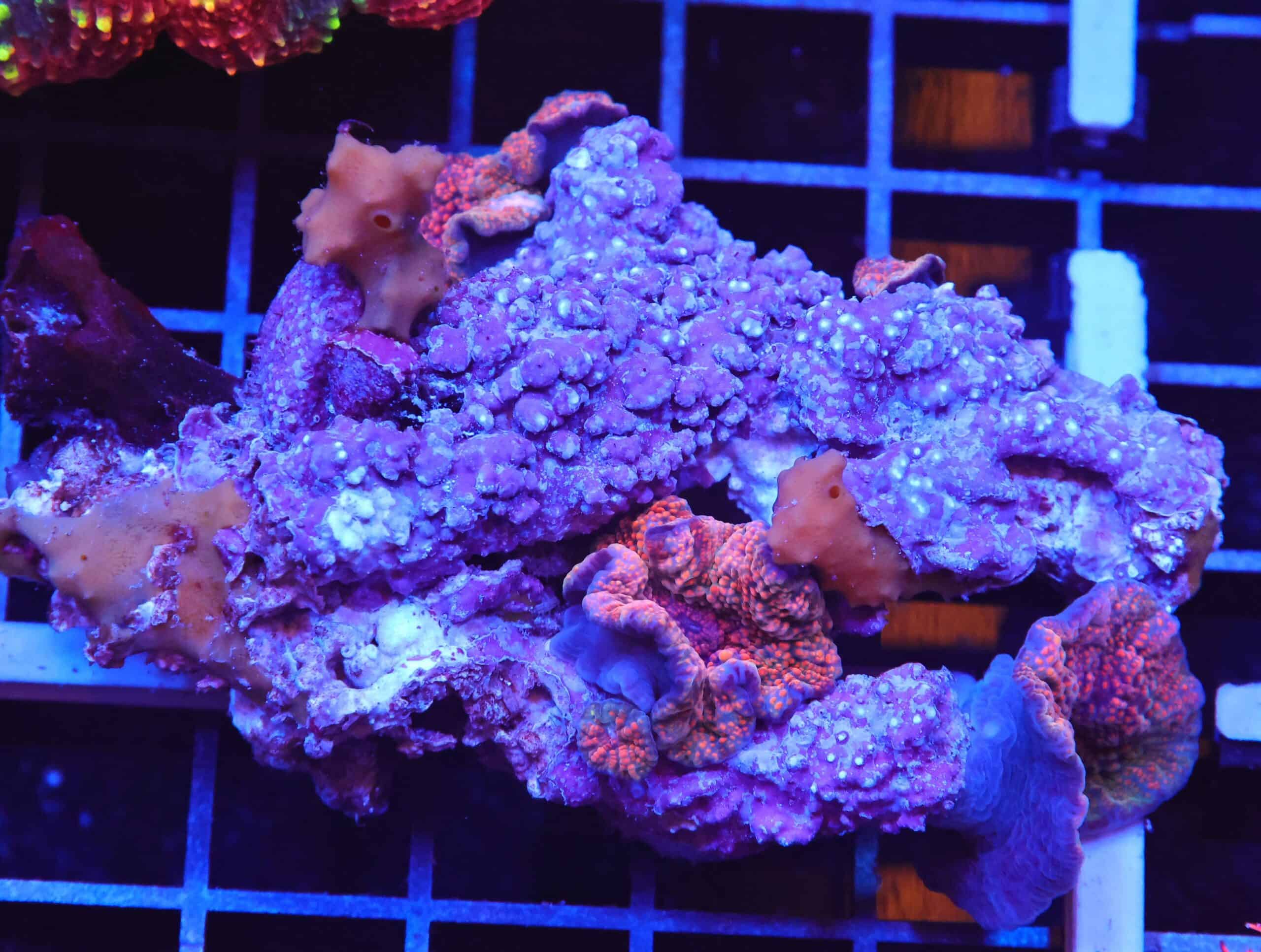 B106 - VOLCANIC EXPLOSION DISCO MUSHROOM