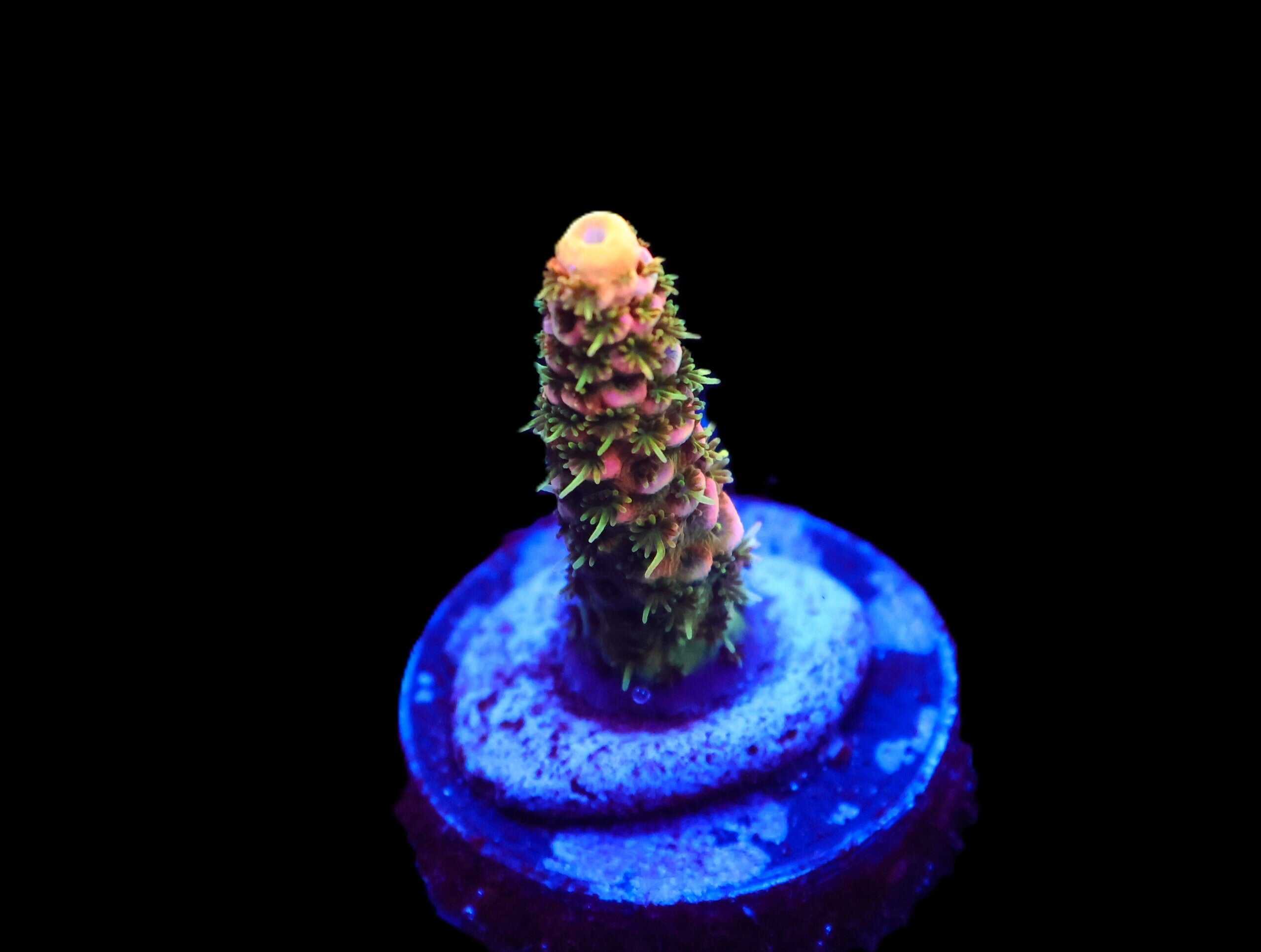 C155 - SDC ANDROMEDA ACRO