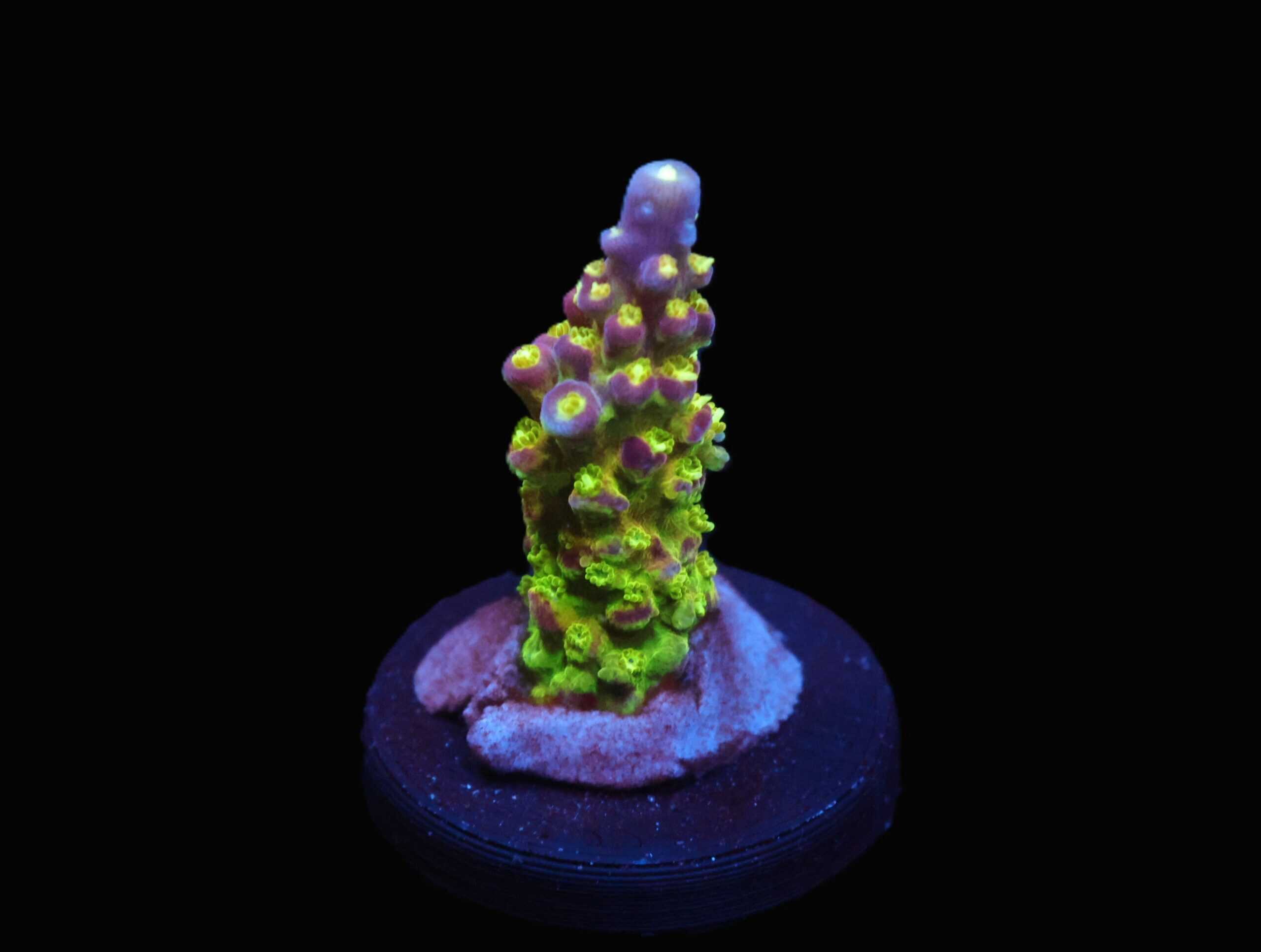 C256 - SDC RAINBOW LOOM ACRO