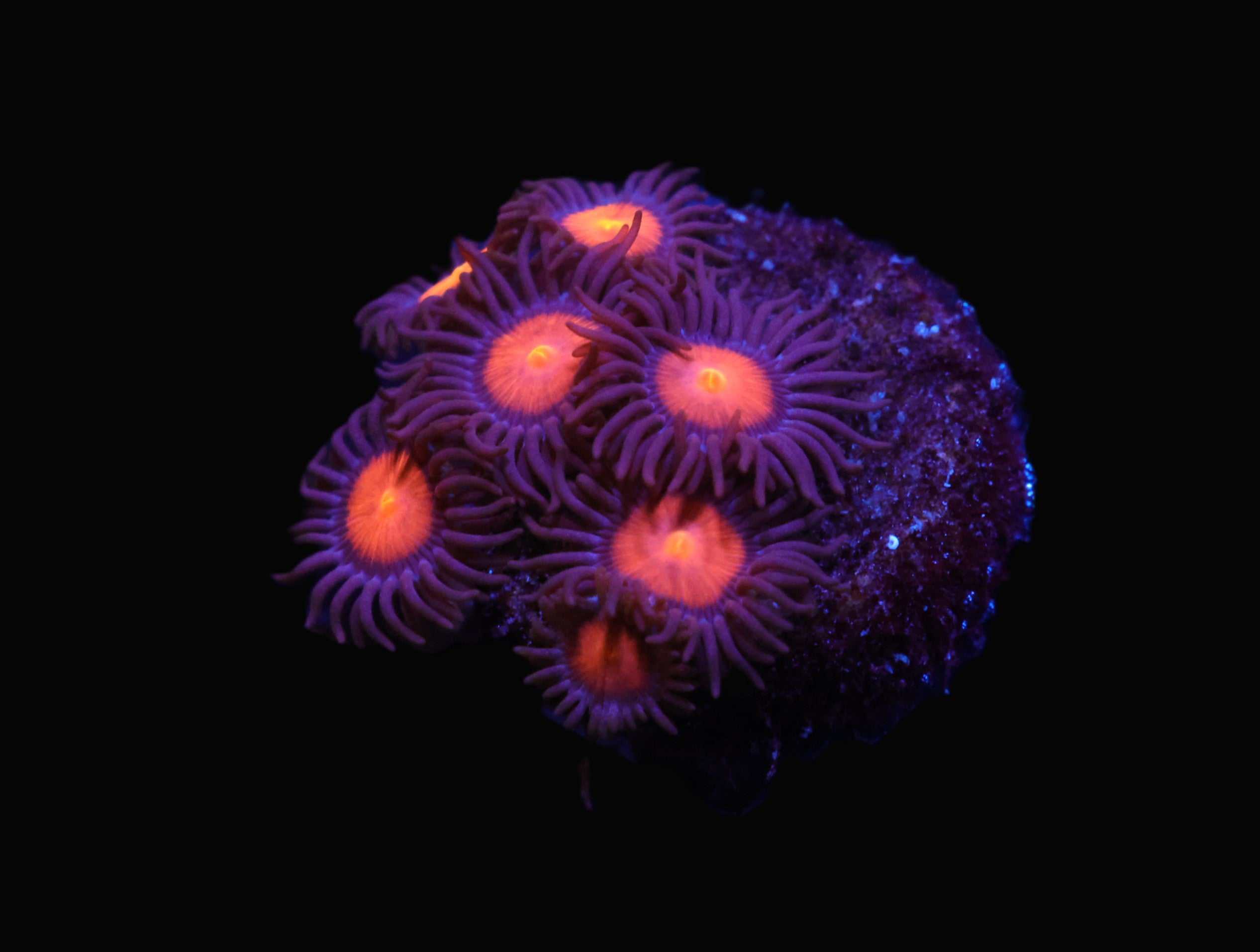 C287 - WWC BURNING MAN ZOA