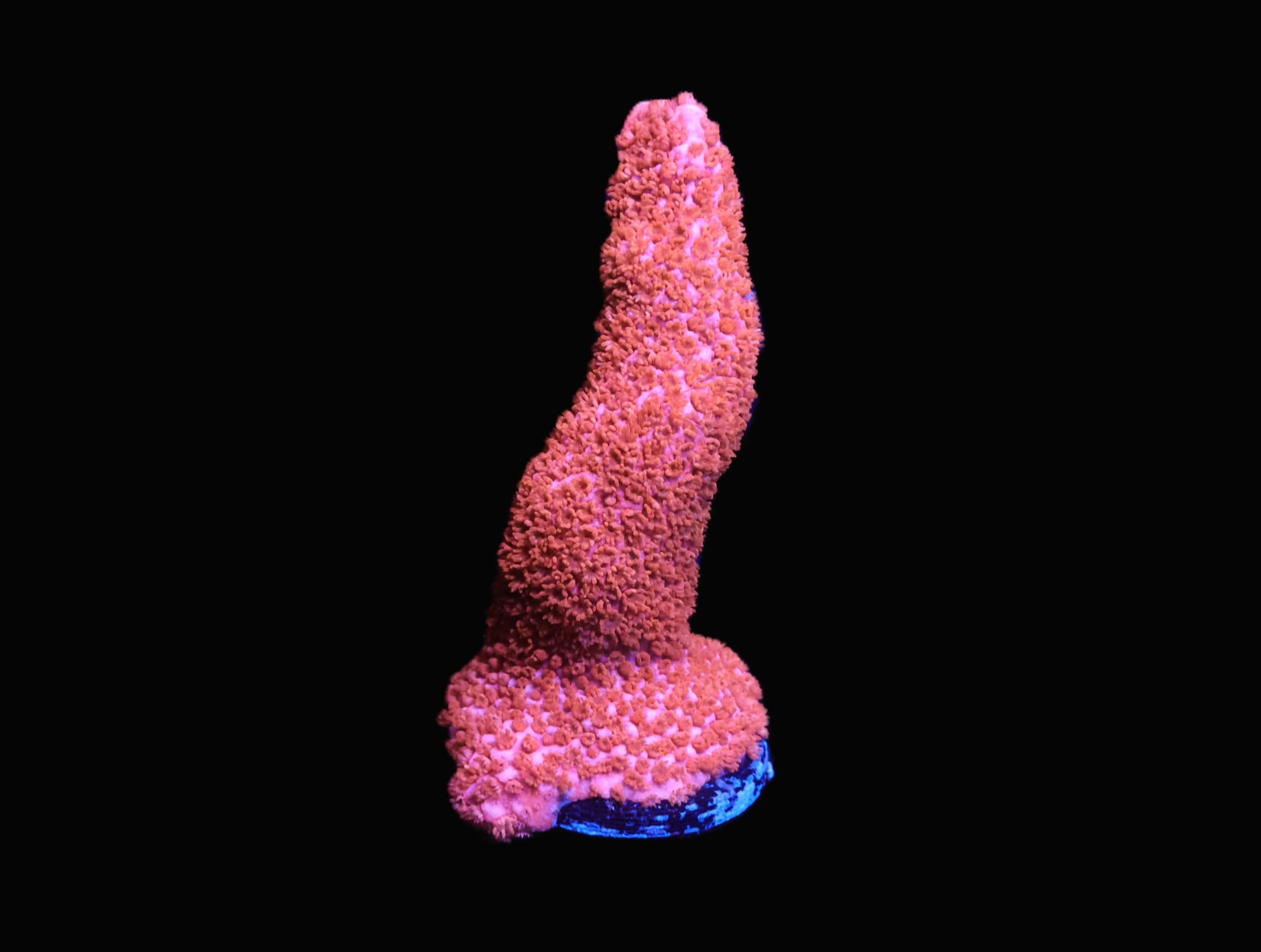 C295 - SDC PEACH MONTIPORA DIGI