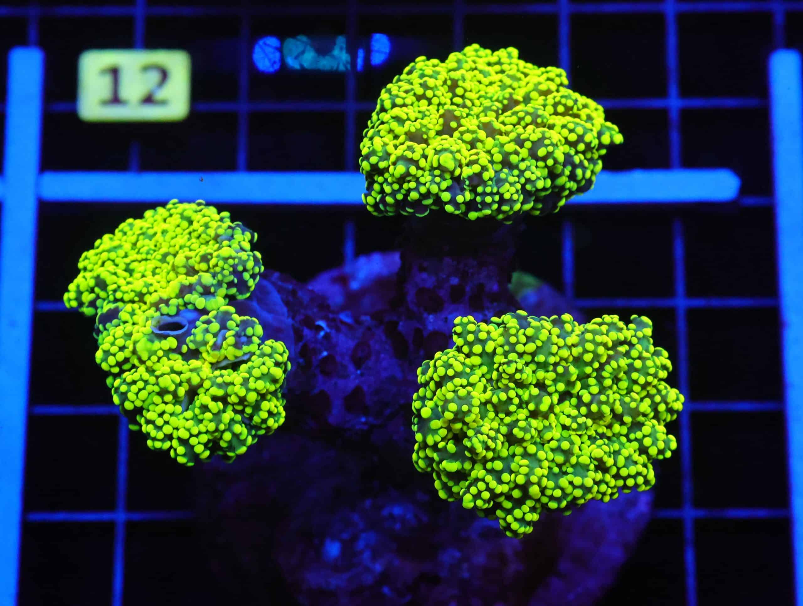 D07 - INDO FROGSPAWN BRANCH GAMMA RAY 3 HEAD