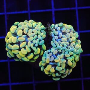 D52 - INDO HAMMER BRANCH GOLD FIESTA 3 HEAD